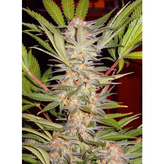 Sweet Seeds S.A.D. Sweet Afgani Delicious F1 Fast Version