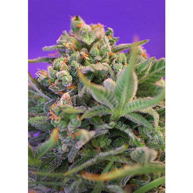 Sweet Seeds Sweet Cheese F1 Fast Version