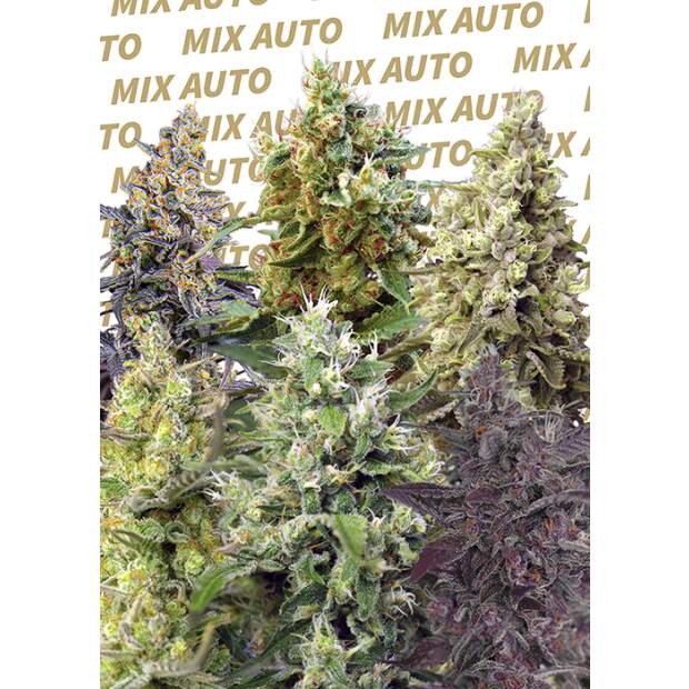 Sweet Seeds Sweet Mix Auto