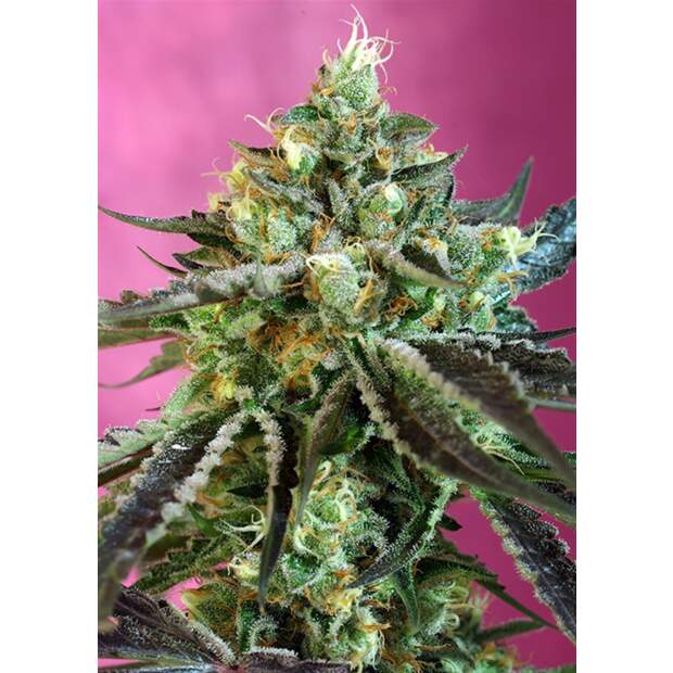 Sweet Seeds Sweet Nurse Auto CBD