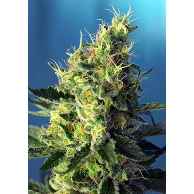 Sweet Seeds Sweet Pure CBD