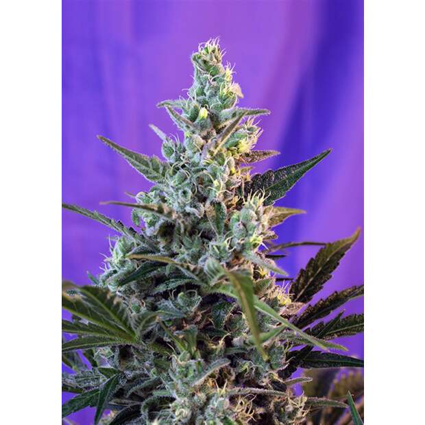 Sweet Seeds Sweet Skunk Auto