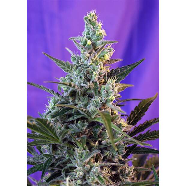 Sweet Seeds Sweet Skunk F1 Fast Version