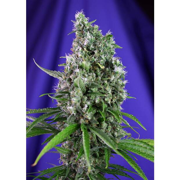 Sweet Seeds Sweet Trainwreck Auto