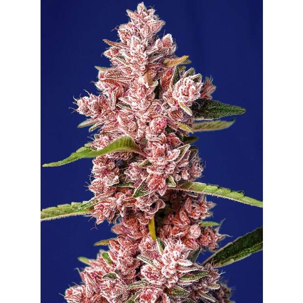 Sweet Seeds Tropicanna Poison F1 Fast Version