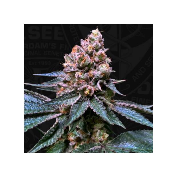 T.H. Seeds Black Apple Hitchcock - Free 710 Limited 7+1 Pack
