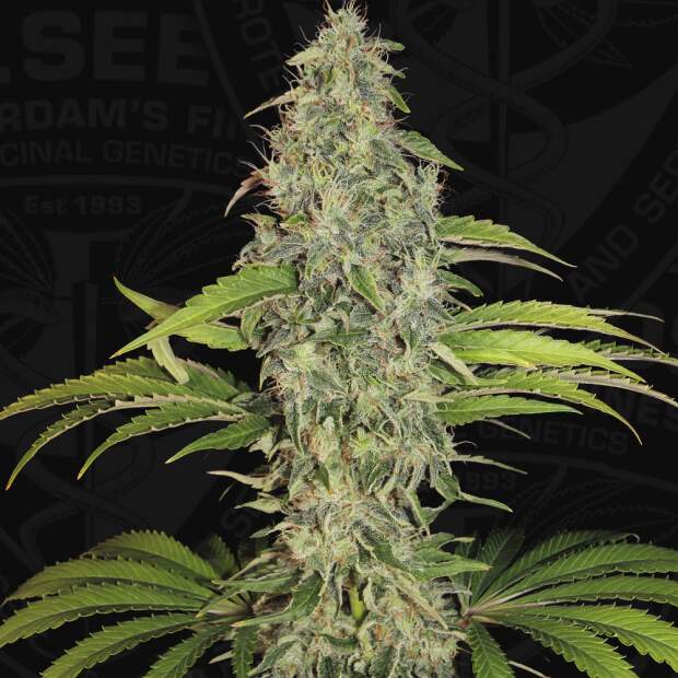 T.H. Seeds S.A.G.E. CBD