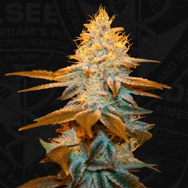 T.H. Seeds Strawberry Glue X Sbc