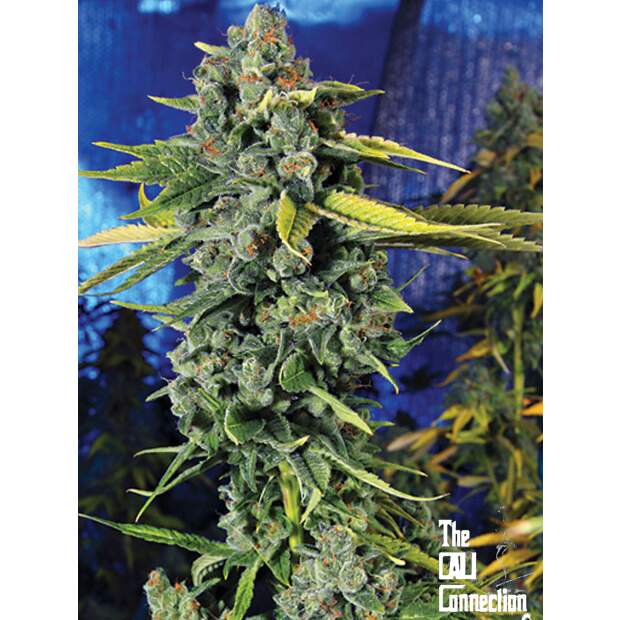 The Cali Connection Blue Dream Hace