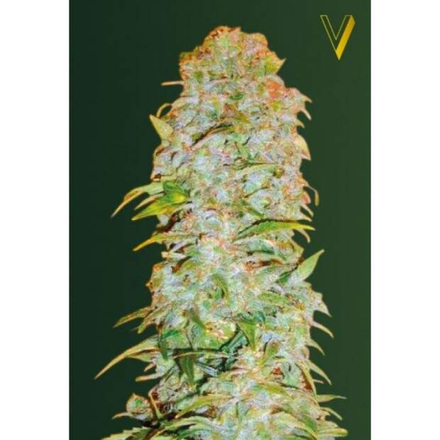 Victory Seeds Auto AK-77V