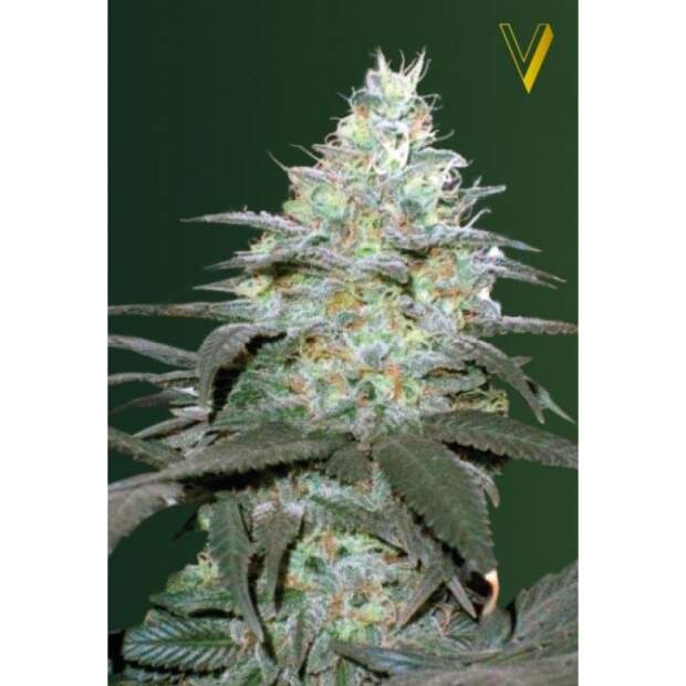 Victory Seeds Auto Original Berry