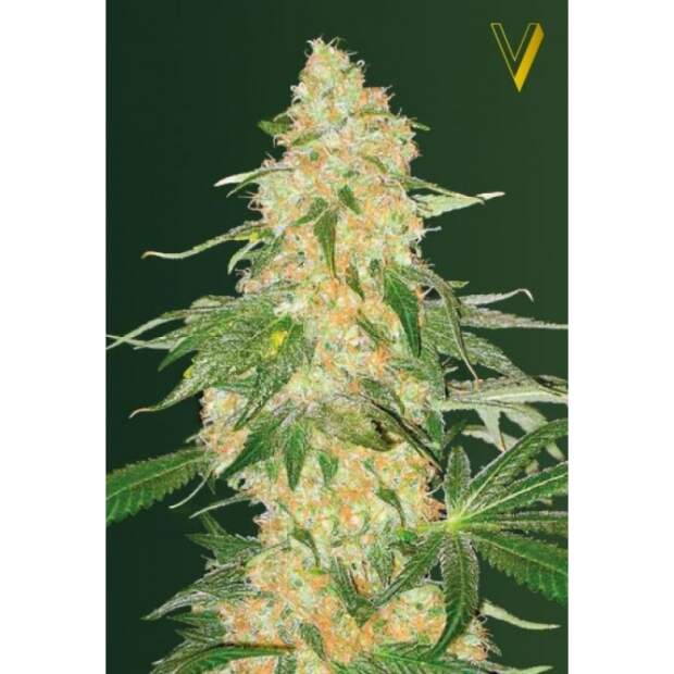 Victory Seeds Super Extra Skunk