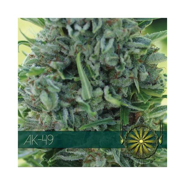 Vision Seeds AK-49