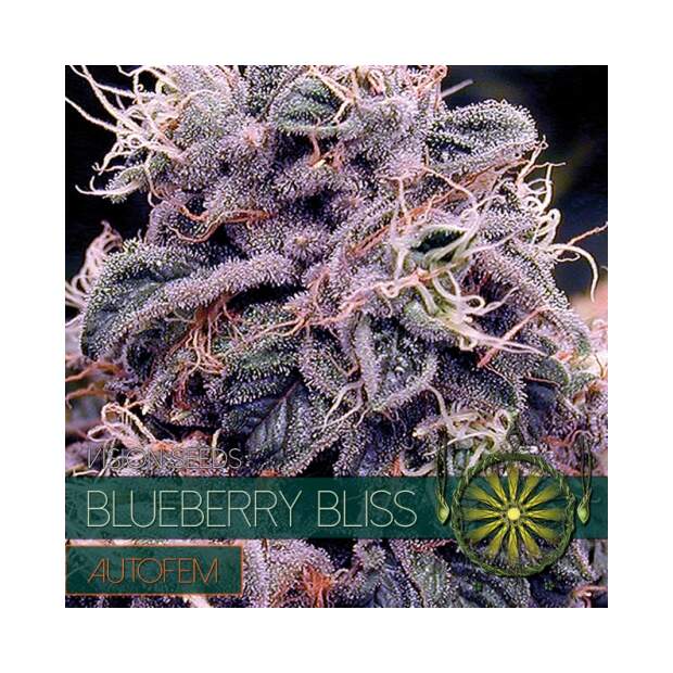 Vision Seeds Blueberry Bliss Auto