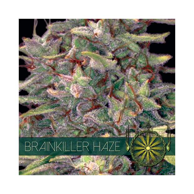 Vision Seeds Brainkiller Haze