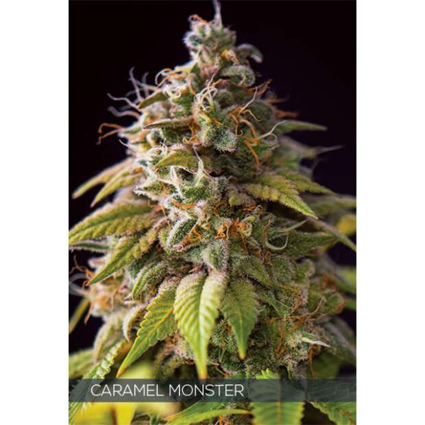 Vision Seeds Caramel Monster