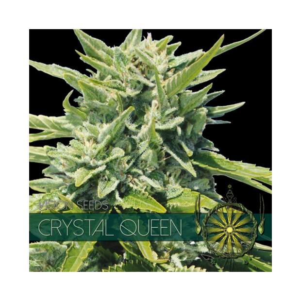 Vision Seeds Crystal Queen