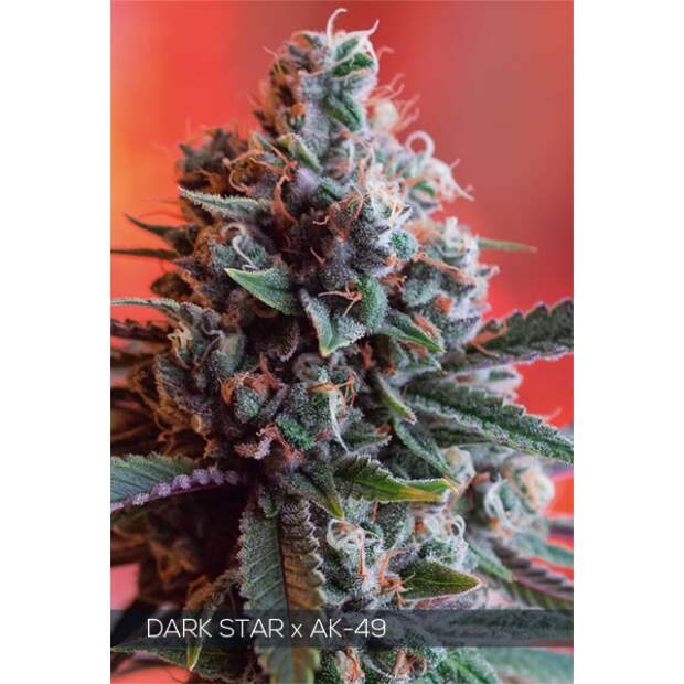 Vision Seeds Dark Star X AK-49