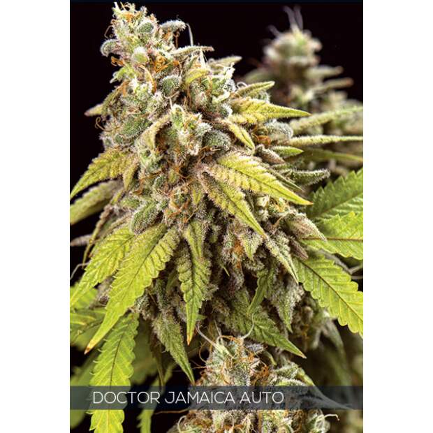 Vision Seeds Doctor Jamaica Auto