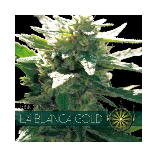 Vision Seeds La Blanca Gold