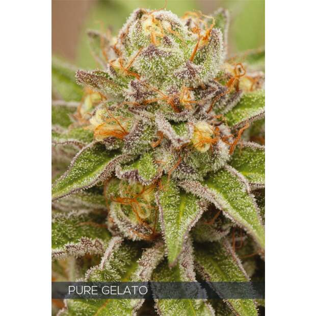 Vision Seeds Pure Gelato