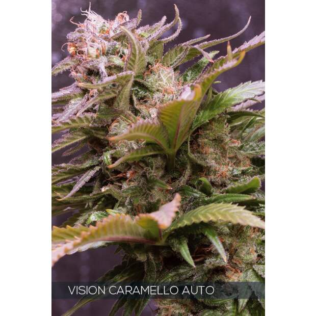 Vision Seeds Vision Caramello Auto