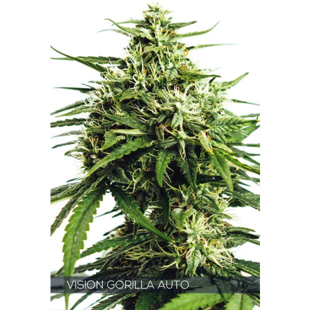 Vision Seeds Vision Gorilla Auto