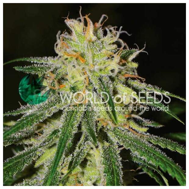 World Of Seeds Amnesia Early Harvest