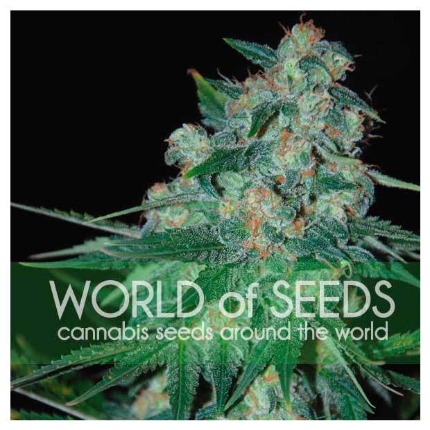 World Of Seeds Ketama