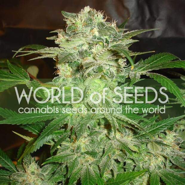 World Of Seeds Mazar Kush (Legend Collection)