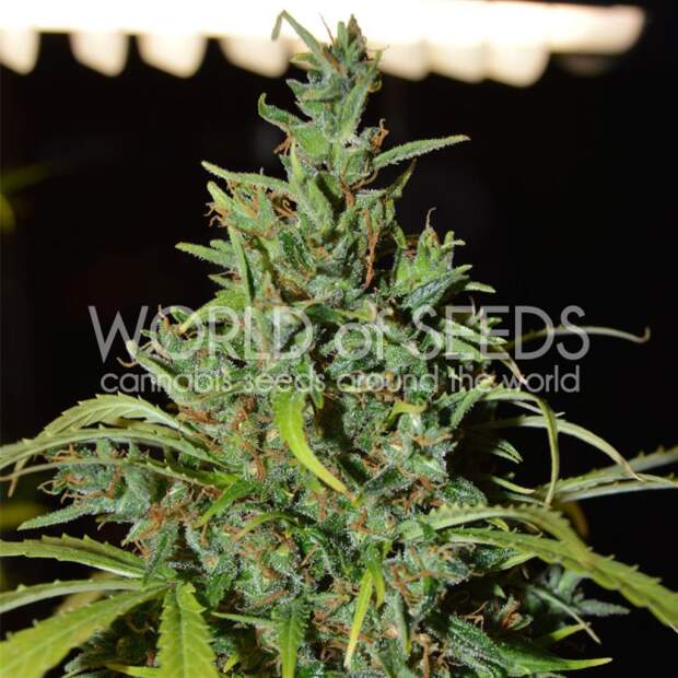 World Of Seeds Neville Haze Ryder Auto