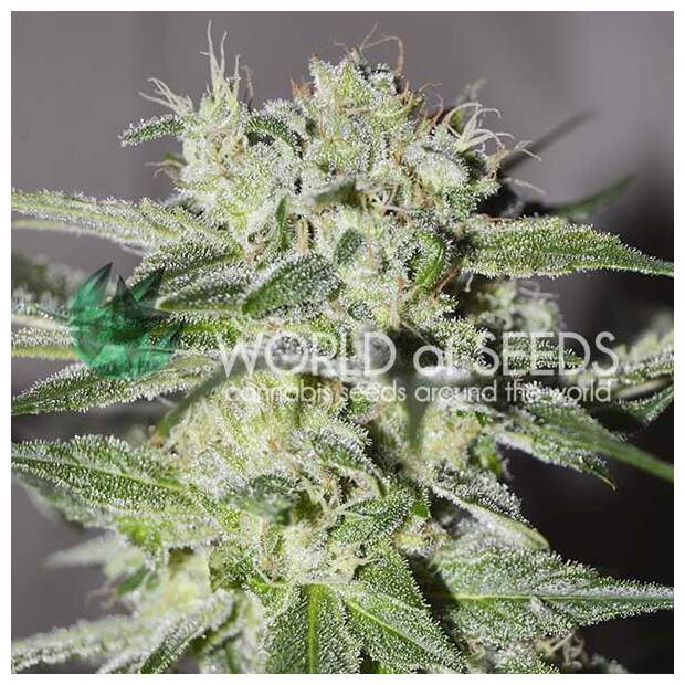 World Of Seeds Pakistan Valley (Pure Origin Collection)