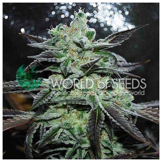 World Of Seeds Strawberry Blue (Legend Collection)