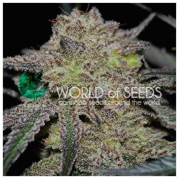 World Of Seeds Tonic Ryder (CBD Collection)