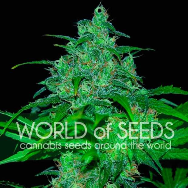 World Of Seeds Wild Thailand Ryder Auto