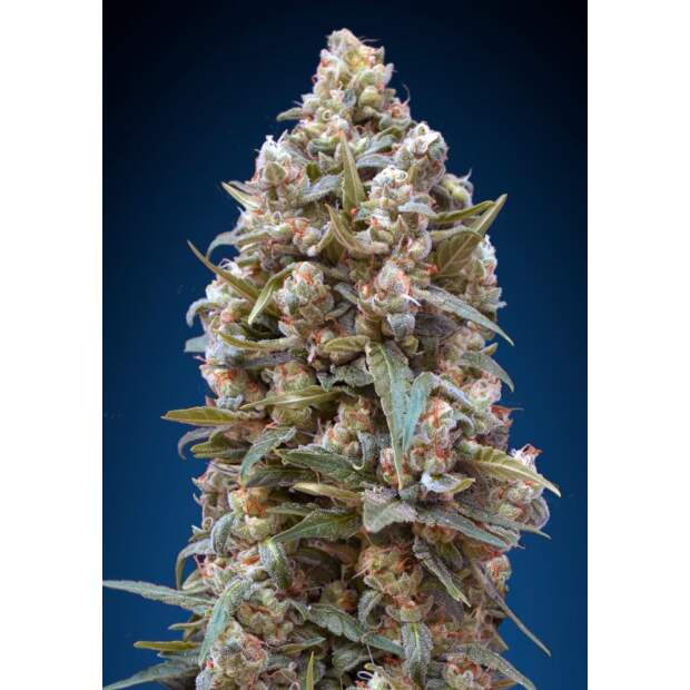 00 Seeds 00 Kush 3 pcs feminised