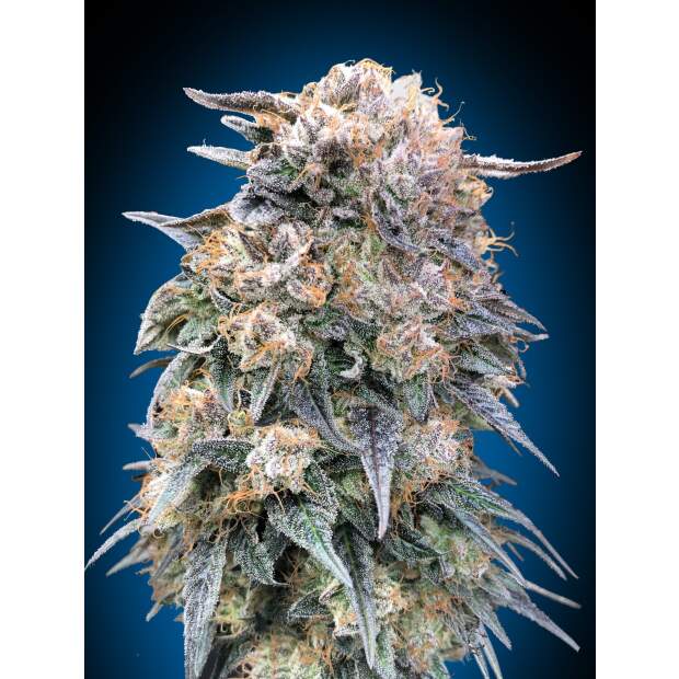 00 Seeds 00 Kush Fast 5 pcs feminised