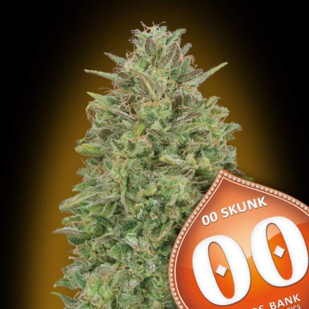 00 Seeds 00 Skunk 5 Stk feminisiert