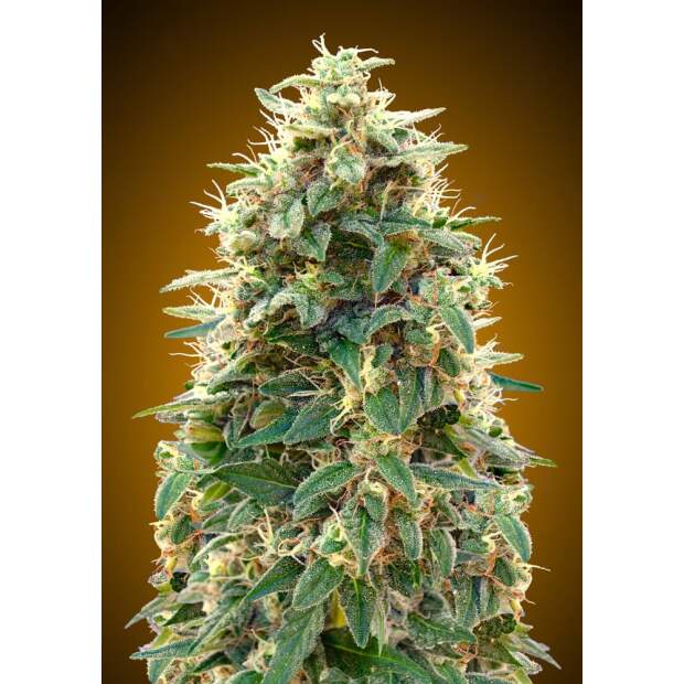 00 Seeds Auto 00 Cheese 3 Stk feminisiert