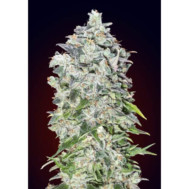 00 Seeds Auto 00 Kush 3 pcs feminised