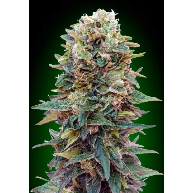 00 Seeds Auto Afghan Mass 3 pcs feminised