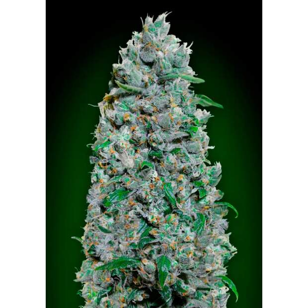 00 Seeds Auto Afghan Mass XXL 5 pcs feminised