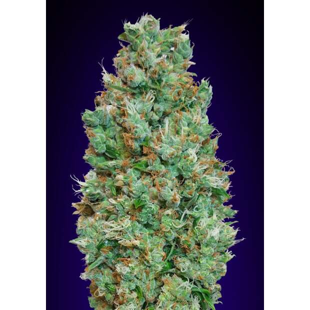 00 Seeds Auto Blueberry 3 Stk feminisiert