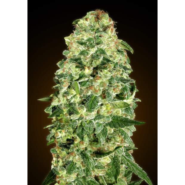 00 Seeds Auto California Kush 3 Stk feminisiert