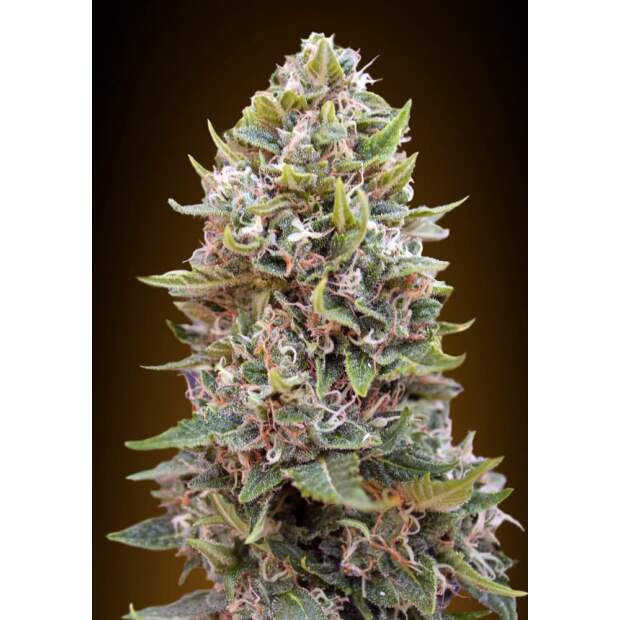 00 Seeds Auto Cheese Berry 5 Stk feminisiert