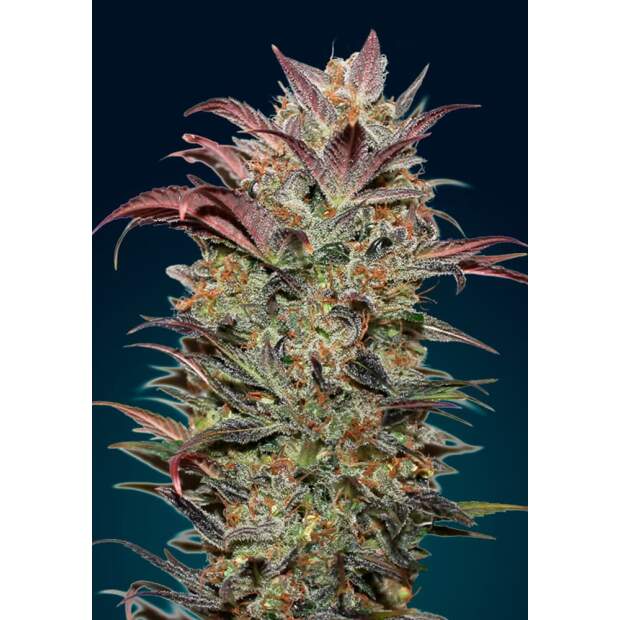 00 Seeds Auto Chocolate Cream 5 Stk feminisiert