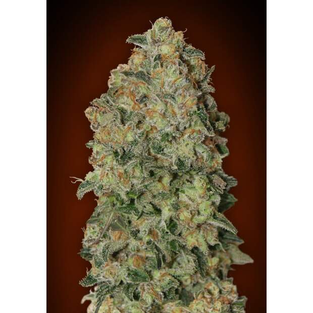 00 Seeds Auto Chocolate Skunk 5 Stk feminisiert