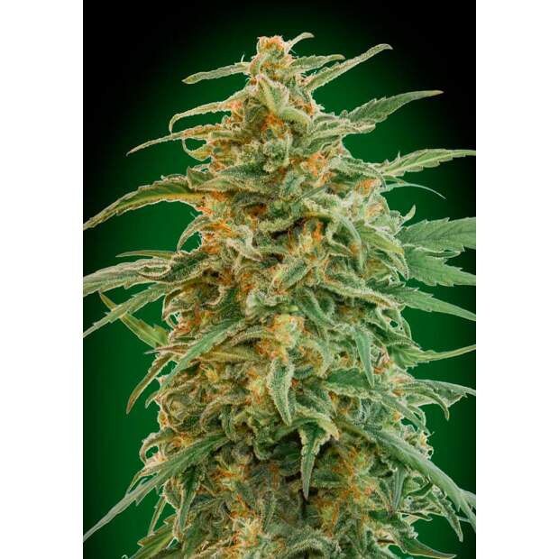 00 Seeds Auto Gorilla 3 pcs feminised