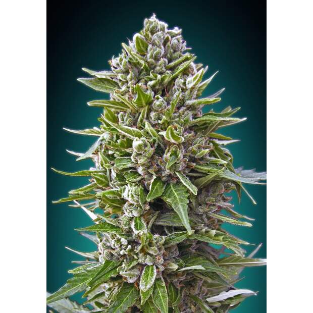 00 Seeds Auto Northern Lights 5 pcs feminised