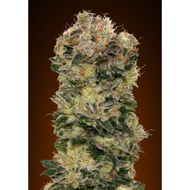 00 Seeds Auto Sweet Somango 3 Stk feminisiert